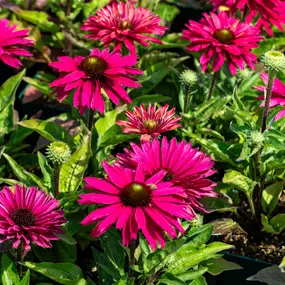 Echinacea purpurea SunSeekers Multi Sweet Fuchsia