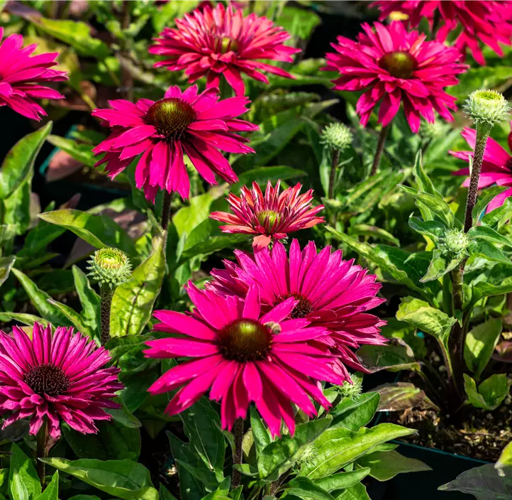 Scheinsonnenhut SunSeekers® 'Sweet Fuchsia'