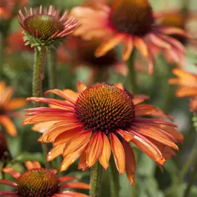 Echinacea purpurea SunSeekers Single Orange