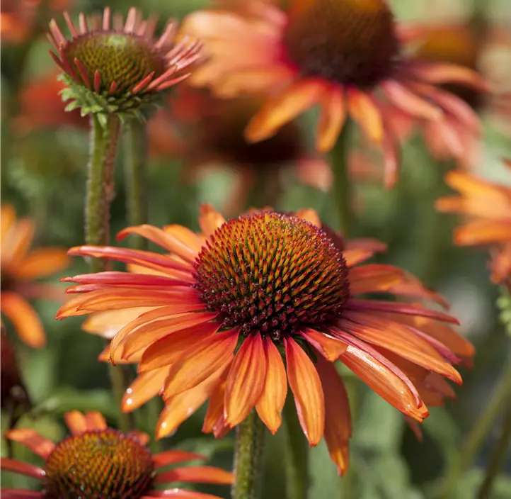 Scheinsonnenhut SunSeekers® 'Orange'