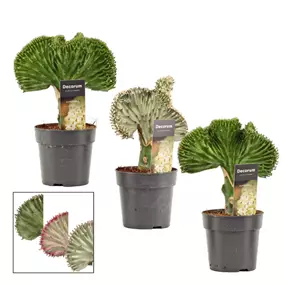Euphorbia lactea