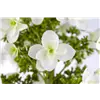 bellaflora Gartencenter GmbH