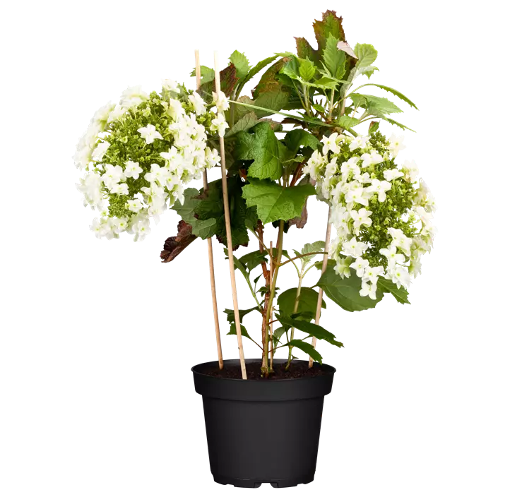 Eichenblättrige Hortensie