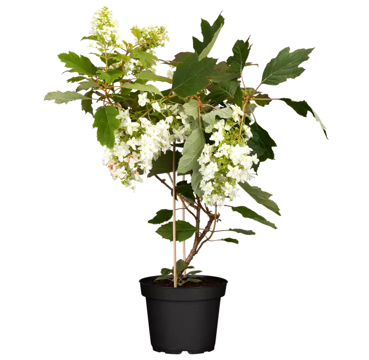 Eichenblättrige Hortensie