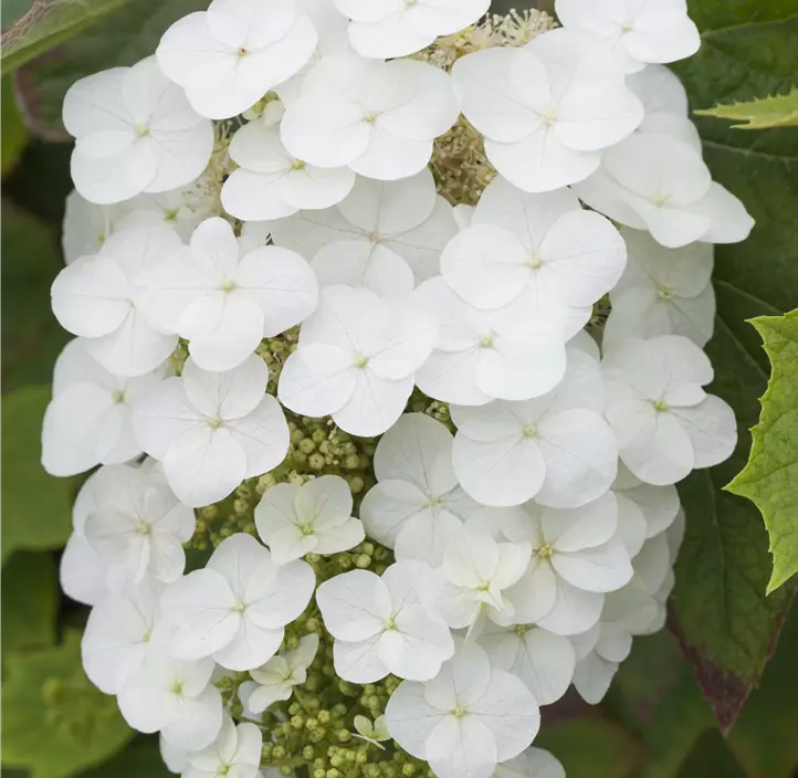 Eichenblättrige Hortensie
