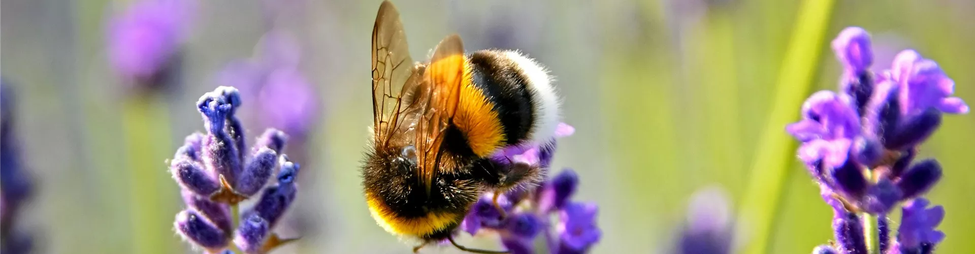 Bienen & Insekten - Bellaflora
