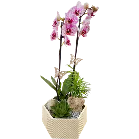 Arrangement 'Gemma'
