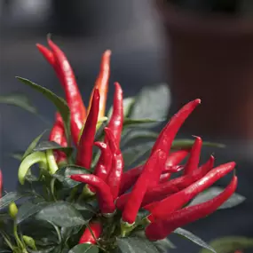Capsicum annuum 'Red Chilli Pepper'