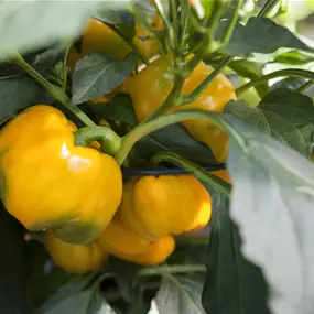 Capsicum annuum 'Yellow Pepper'