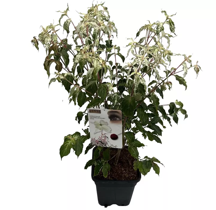 Blumen-Hartriegel