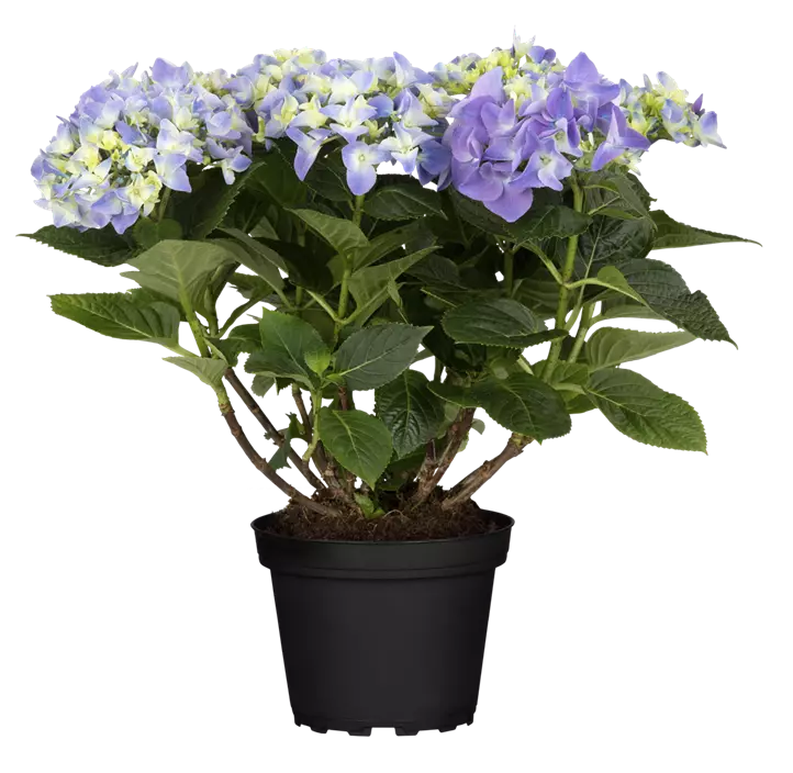 Bauernhortensie