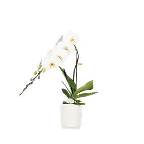 Phalaenopsis Formidablo Niagara falls