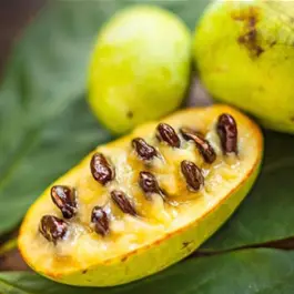 Asimina triloba Sorten