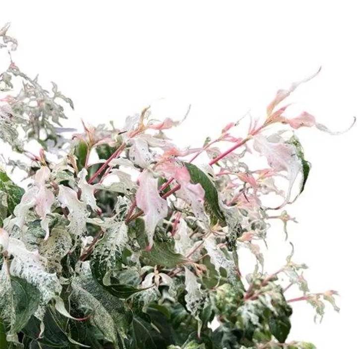 Blumen-Hartriegel