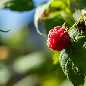 Rubus BrazelBerry ® 'Raspberry Shortcake'
