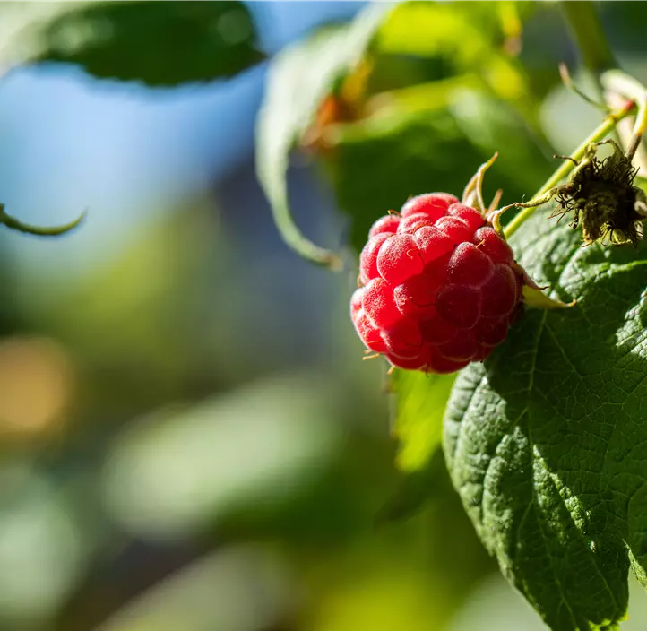 Himbeere 'BrazelBerry® Raspberry Shortcake®'
