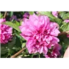 bellaflora Gartencenter GmbH