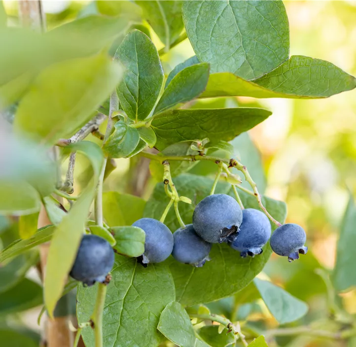 Heidelbeere 'BrazelBerry® Jelly Bean'