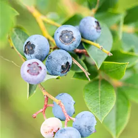 Vaccinium BrazelBerry ® 'Pink Breeze'