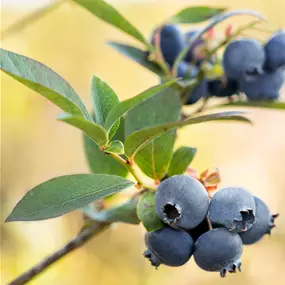 Vaccinium BrazelBerry Peach Sorbet