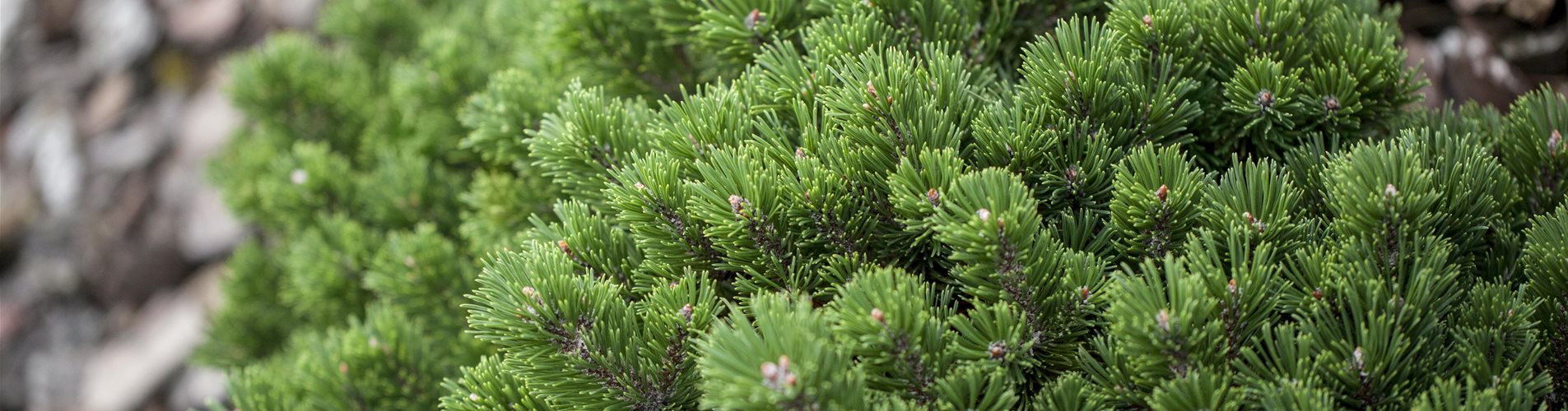 GS429713_Pinus mugo_ GS429713_Pinus mugo_