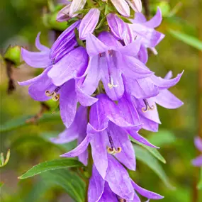 Adenophora latifolia Gaudi Violett