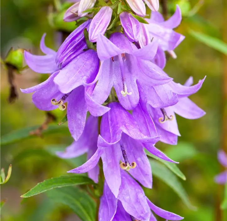 Schellenblume 'Gaudi Violet'