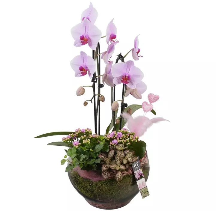 Arrangement 'Muttertags-Orchidee', rosa