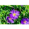 bellaflora Gartencenter GmbH