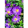 bellaflora Gartencenter GmbH