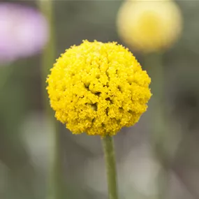 Craspedia globosa