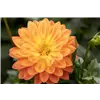 bellaflora Gartencenter GmbH