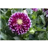 bellaflora Gartencenter GmbH