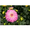 bellaflora Gartencenter GmbH
