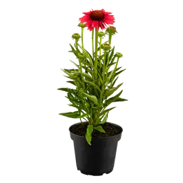 Echinacea purpurea Sombrero Rose
