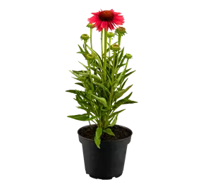 Echinacea purpurea Sombrero Rose