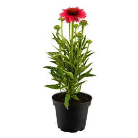 Echinacea purpurea Sombrero Rose