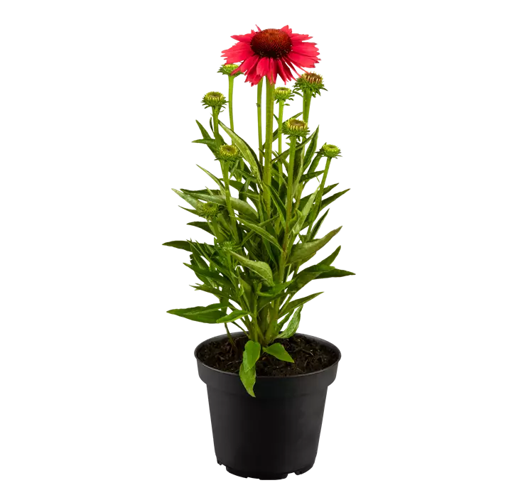 Garten-Scheinsonnenhut 'Sombrero® Rose'