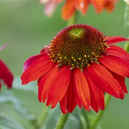 Echinacea purpurea Sombrero Sangrita