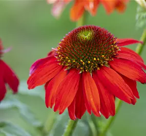 Echinacea purpurea Sombrero Sangrita