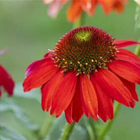 Echinacea purpurea Sombrero Sangrita