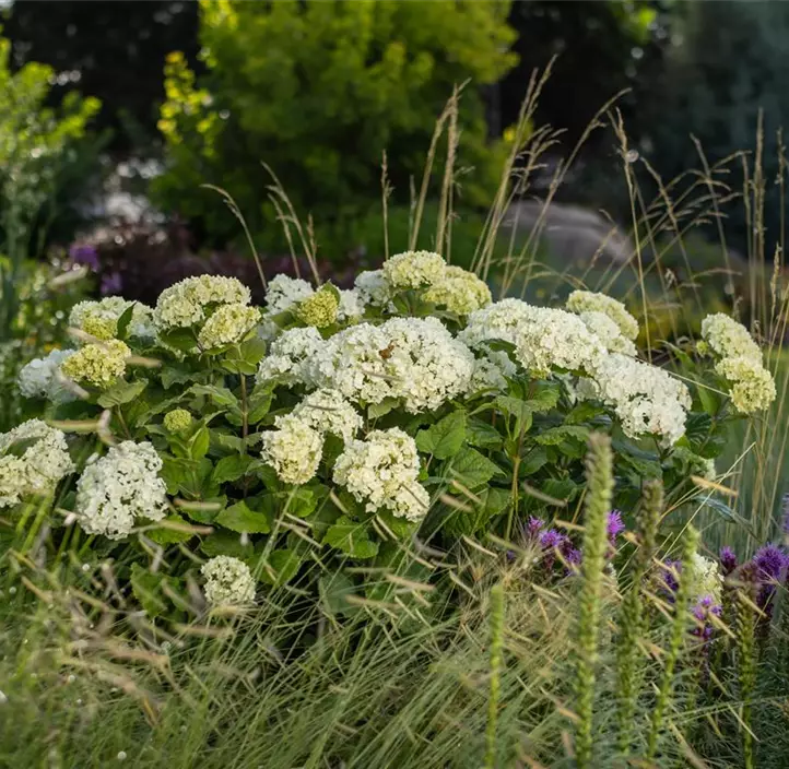 Ballhortensie 'FlowerWow'®
