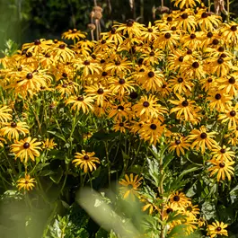 Rudbeckia fulgida GoldBlitz
