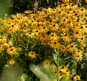 Rudbeckia fulgida GoldBlitz