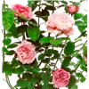 bellaflora Gartencenter GmbH