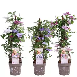 Clematis Evison - Three Sisters