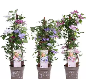 Clematis Evison - Three Sisters