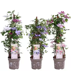 Clematis Evison - Three Sisters
