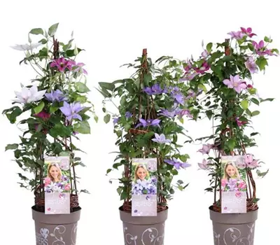 Clematis Evison - Three Sisters