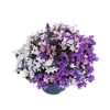 bellaflora Gartencenter GmbH